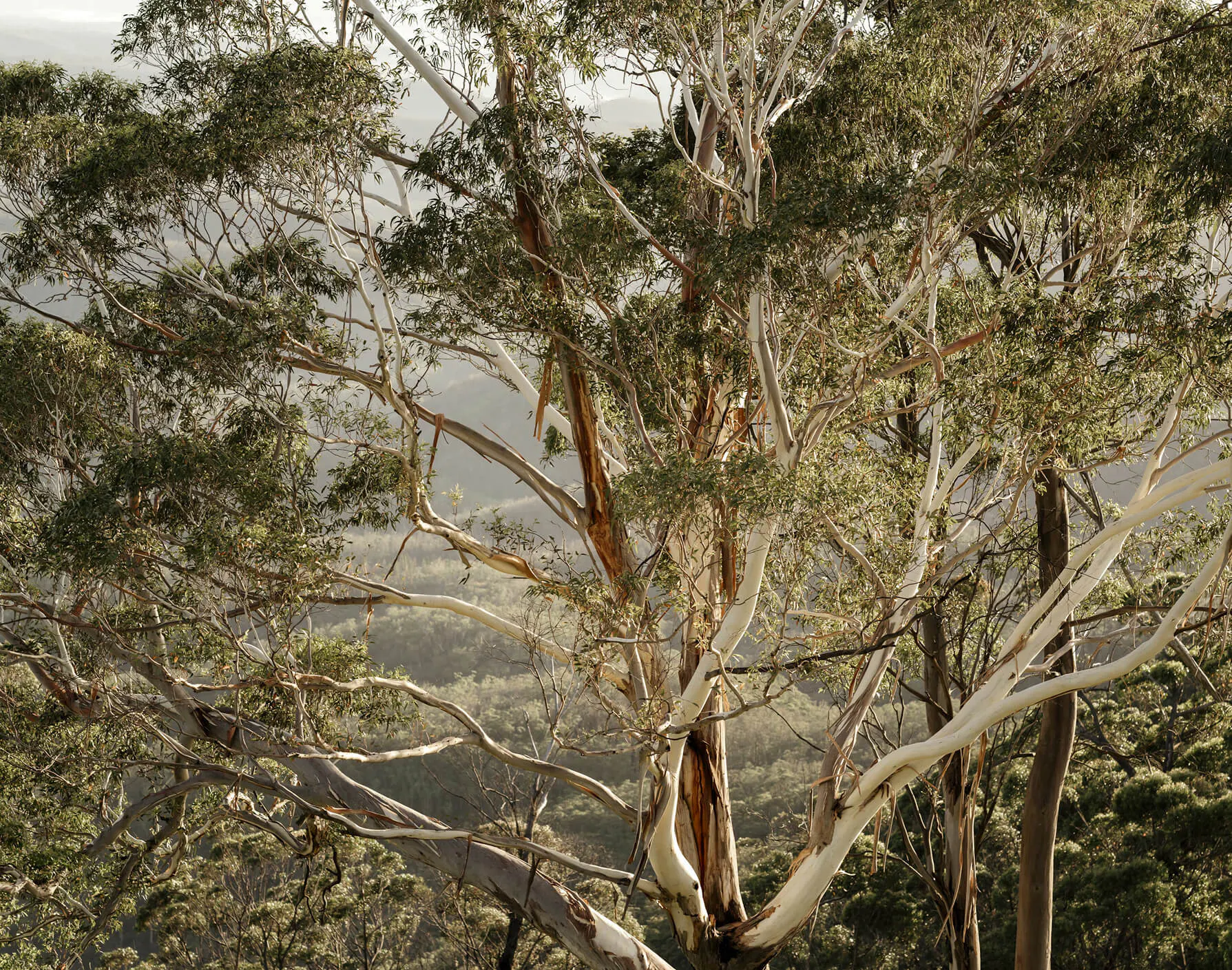 AASB S2: The rise of assurance and what it means for verification